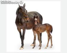 Papier peint photo avec colle: trakehner horses