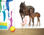 Papier peint photo avec colle: trakehner horses - Photo 3