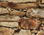 Papier peint photo avec colle: wall of sandstones - Photo 4