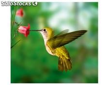 Papier peint photo avec colle: yellow hummingbird