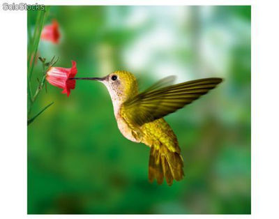 Papier peint photo avec colle: yellow hummingbird