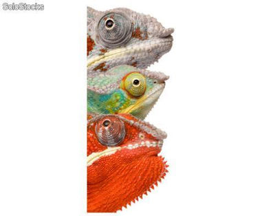 Papier peint pour porte avec colle: chameleon clique