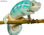 Papier peint pour porte avec colle: hello chameleon - Photo 3