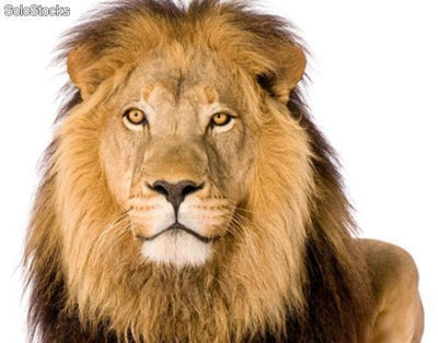 Papier peint pour porte avec colle: the lion king - Photo 3