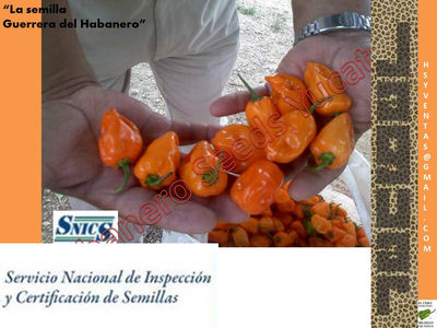 Paquete Tecnológico para manejo de cultivo de Chile Habanero - Foto 2