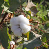 parfum fleur de coton