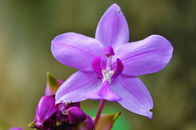 parfum orchidee