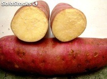 patatas dulces frescas