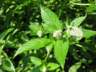 Peppermint Essential Oil - Photo 3