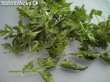 Perejil Liofiizado / Freeze Dried Parsley