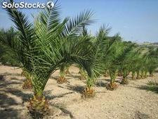 Phoenix Canariensis