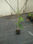 pianta di actinidia deliciosa &amp;quot;hayward&amp;quot; vaso 2.5 l canna 1 m - Foto 2