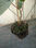 pianta di actinidia deliciosa &amp;quot;hayward&amp;quot; vaso 2.5 l canna 1 m - Foto 3