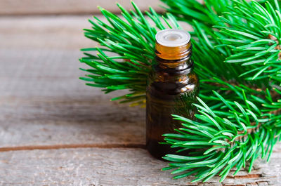 Pine Essential Oil - Photo 3