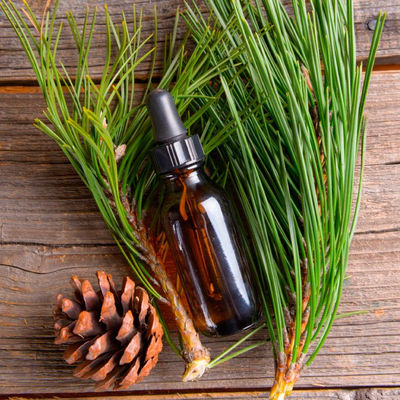 Pine Essential Oil - Photo 5
