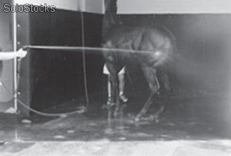 Pintura blanca impermeabilizante y antibacteriana para cuadras caballos - Foto 2