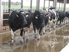 Pintura blanca impermeabilizante y antibacteriana para cuadras granjas cerdos