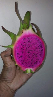 Pitahaya o fruta del dragón, de pulpa blanca y roja, libre de plaguicidas - Foto 2