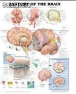Plansza 3D Anatomy of the brain