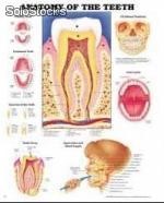 Plansza 3D Anatomy of the teeth - Budowa zęba