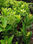 planta arbol de pimienta gorda injertada - Foto 2