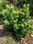 planta arbol de pimienta gorda injertada - Foto 4