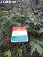 planta de cafe variedad catimor resistente a roya