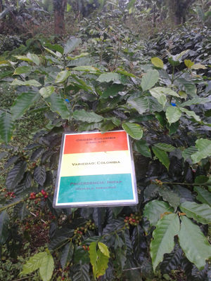 planta de cafe variedad catimor resistente a roya