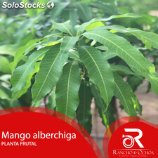 Planta de mango