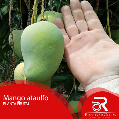 Planta de mango - Foto 2