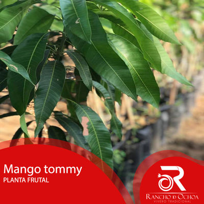 Planta de mango - Foto 3
