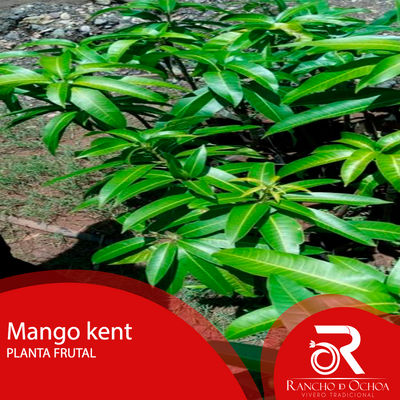 Planta de mango - Foto 4