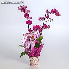 Planta natural Orquídea morada…