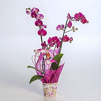 Planta natural Orquídea morada…
