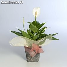Planta Spatiphyllum Blanco de Interior para Relalo…
