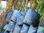 Plantas de blueberry Mora Azul vivero árboles embolsadas 2 años certificación or - Foto 4