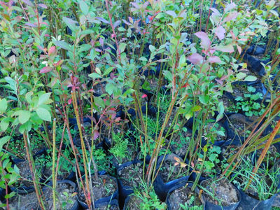 Plantas de blueberry Mora Azul vivero árboles embolsadas 2 años certificación or - Foto 5