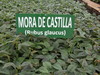 mora castilla