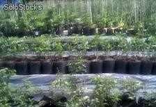 Venda de Plantas Ornamentais | Compra e venda de Plantas Ornamentais no  atacado | SoloStocks Brasil