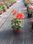 Plantes d&amp;#39;ornement à casa maroc - Photo 3