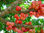 Plants jambosier / ou pommier d&amp;#39;eau ou pommier d&amp;#39;amour - Photo 2