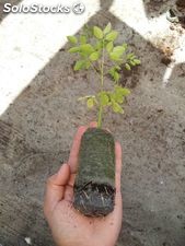 plantula de moringa oleifera