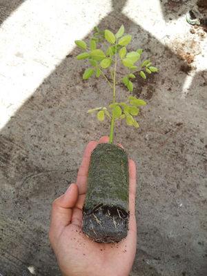 plantula de moringa oleifera