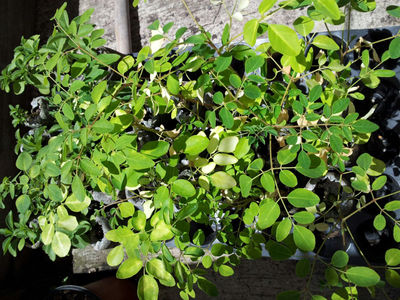 plantula de moringa oleifera - Foto 2