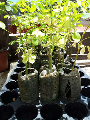 plantula de moringa oleifera - Foto 3