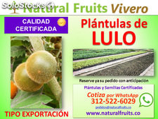Plántulas de Lulo de Castilla y plantas en vivero para exportación