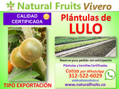 Plántulas de Lulo de Castilla y plantas en vivero para exportación