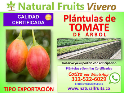 Plántulas de Tomate de Árbol con Calidad Certificada - Foto 2