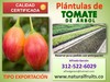 tomate arbol