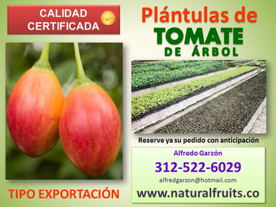 Plántulas de tomate de árbol semilla y plantas en vivero para exportación